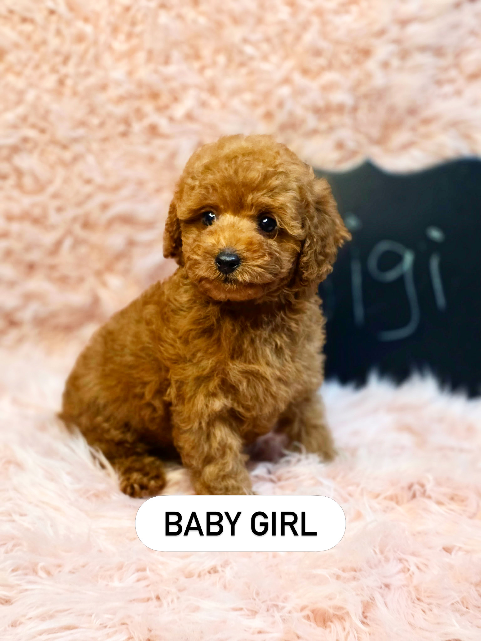 Gigi seated